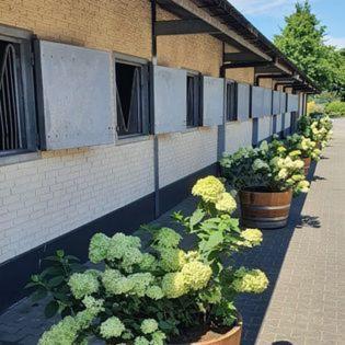 Luxe Gastenkamer Met Living En Keuken Bij Friezen Paarden Stal Pellendijk Westendorp Extérieur photo